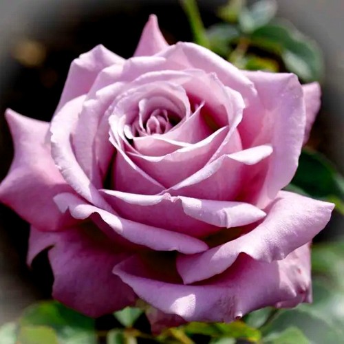 Rosa 'Walz Time' - Roos 'Walz Time' C4/4L